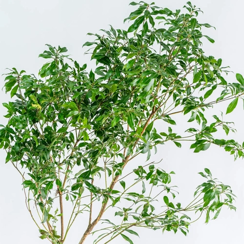 クレマチス（テッセン）の花材｜花の仕入れを簡単に。花材の卸通販