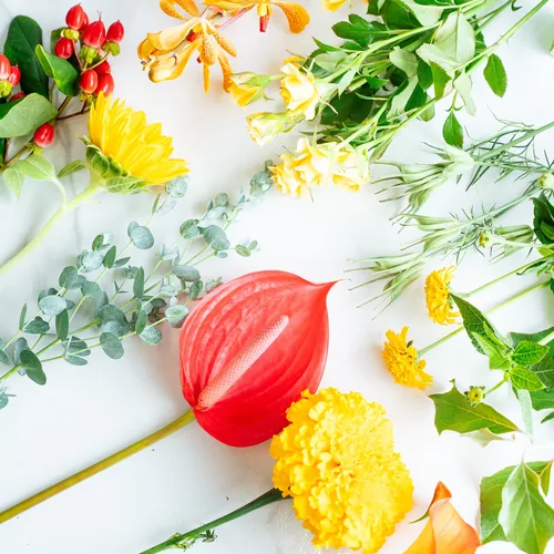 ルスカスの花材｜花の仕入れを簡単に。花材の卸通販｜ハナイチ
