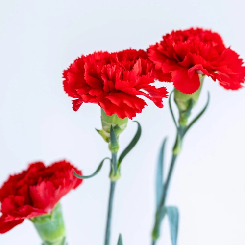 カンガルーポーの花材｜花の仕入れを簡単に。花材の卸通販｜ハナイチ